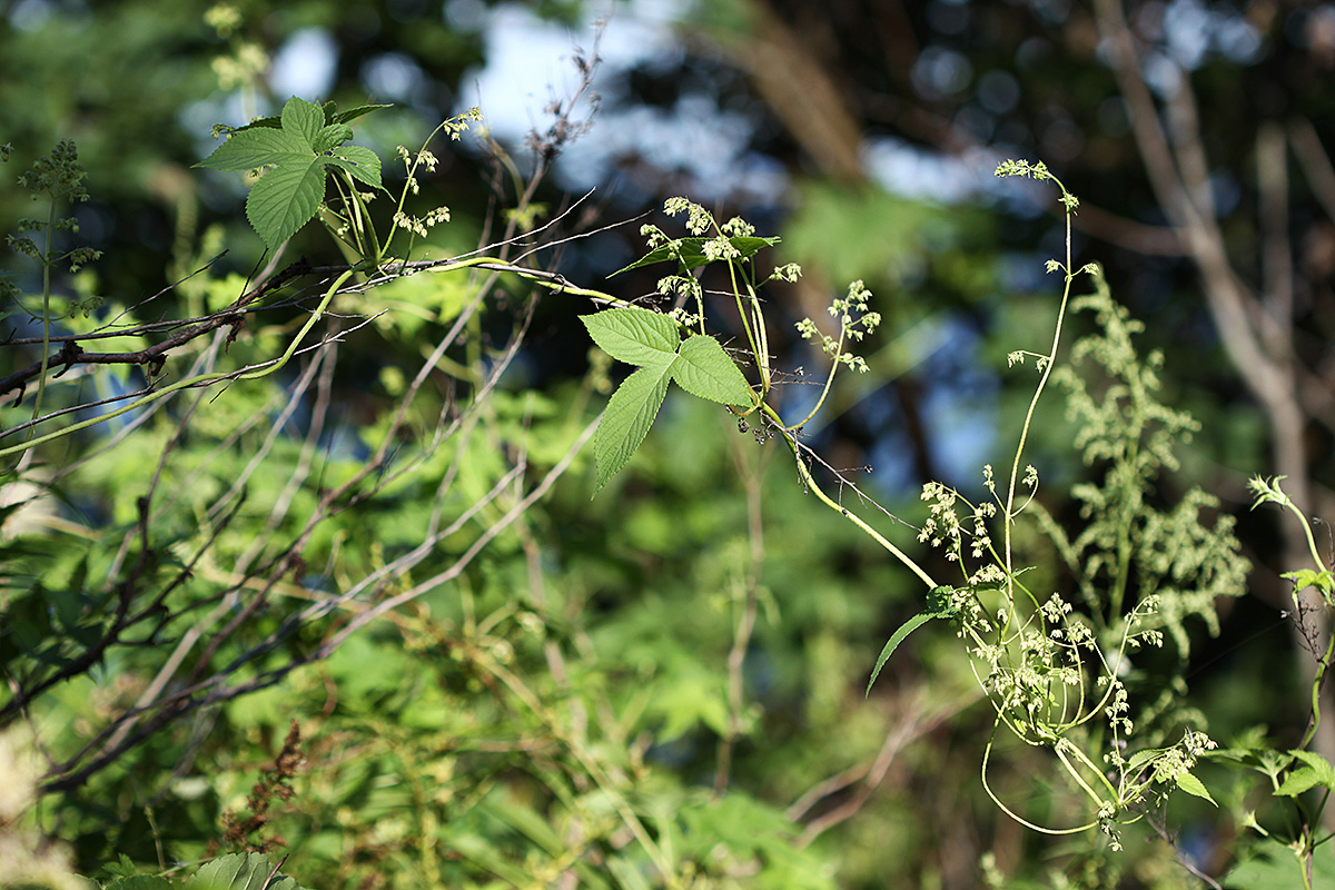 Image of Humulopsis scandens specimen.