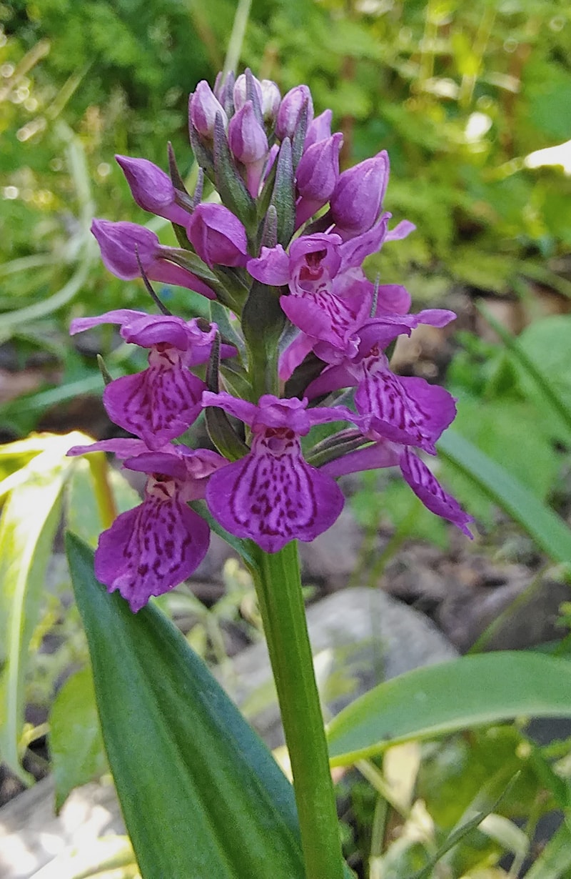 Изображение особи Dactylorhiza purpurella.