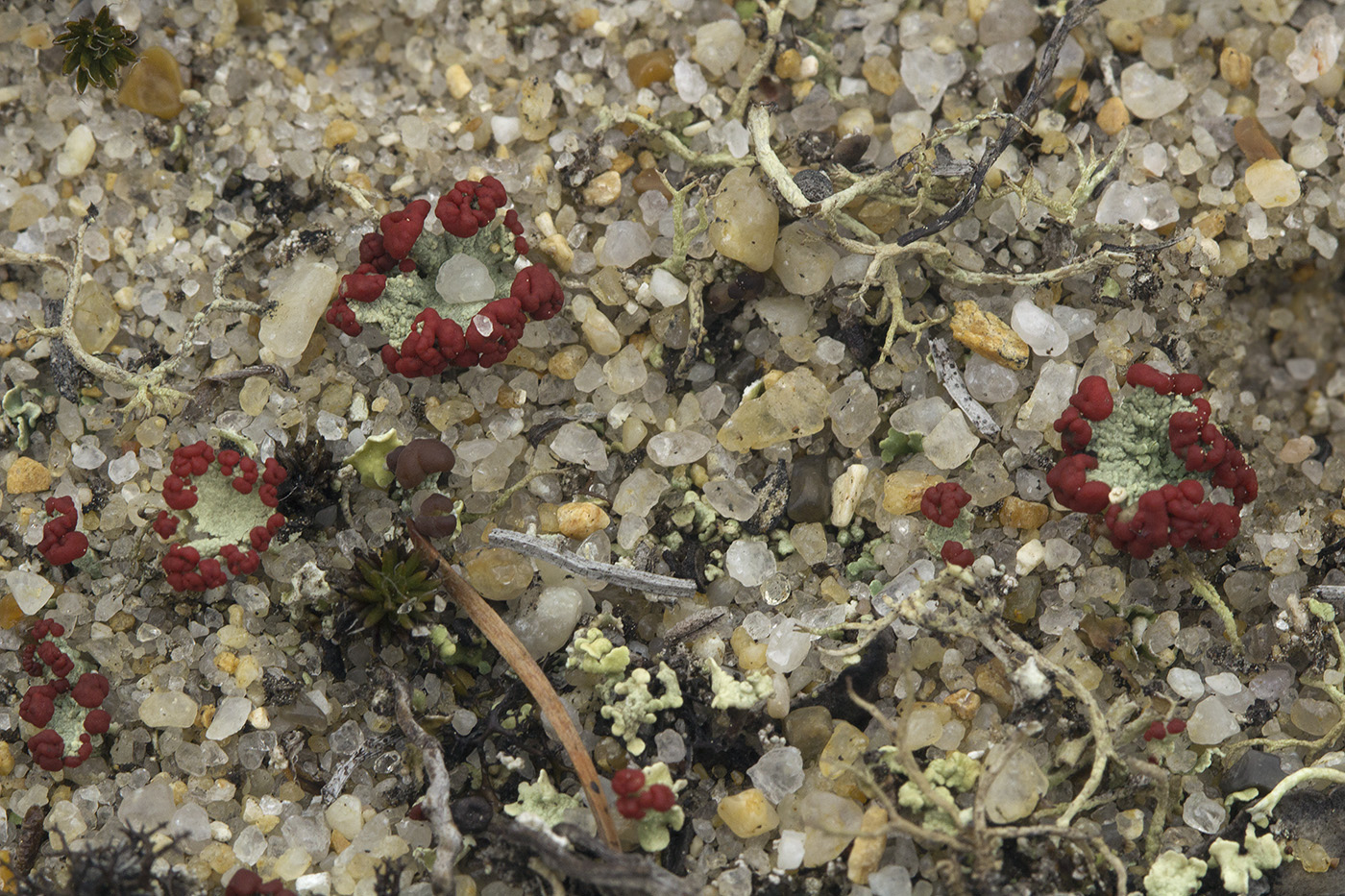 Изображение особи Cladonia borealis.