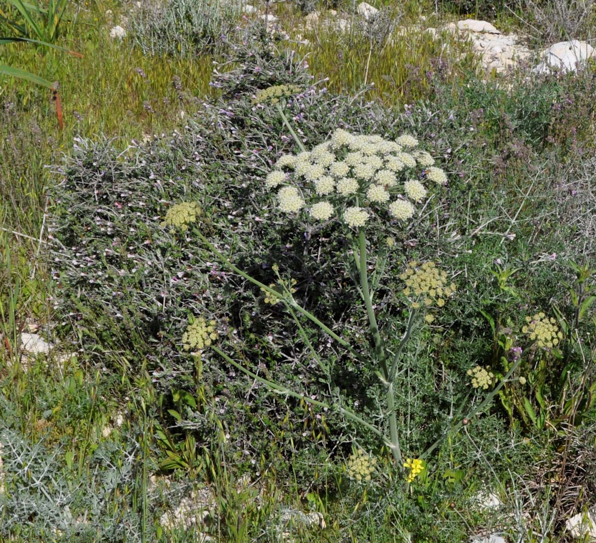 Image of Zosima absinthifolia specimen.