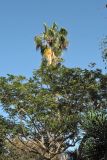 Washingtonia filifera