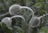 Papaver orientale