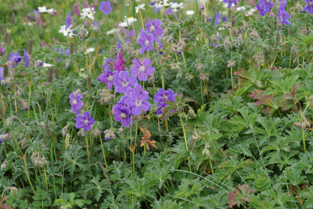 Image of Geranium gymnocaulon specimen.