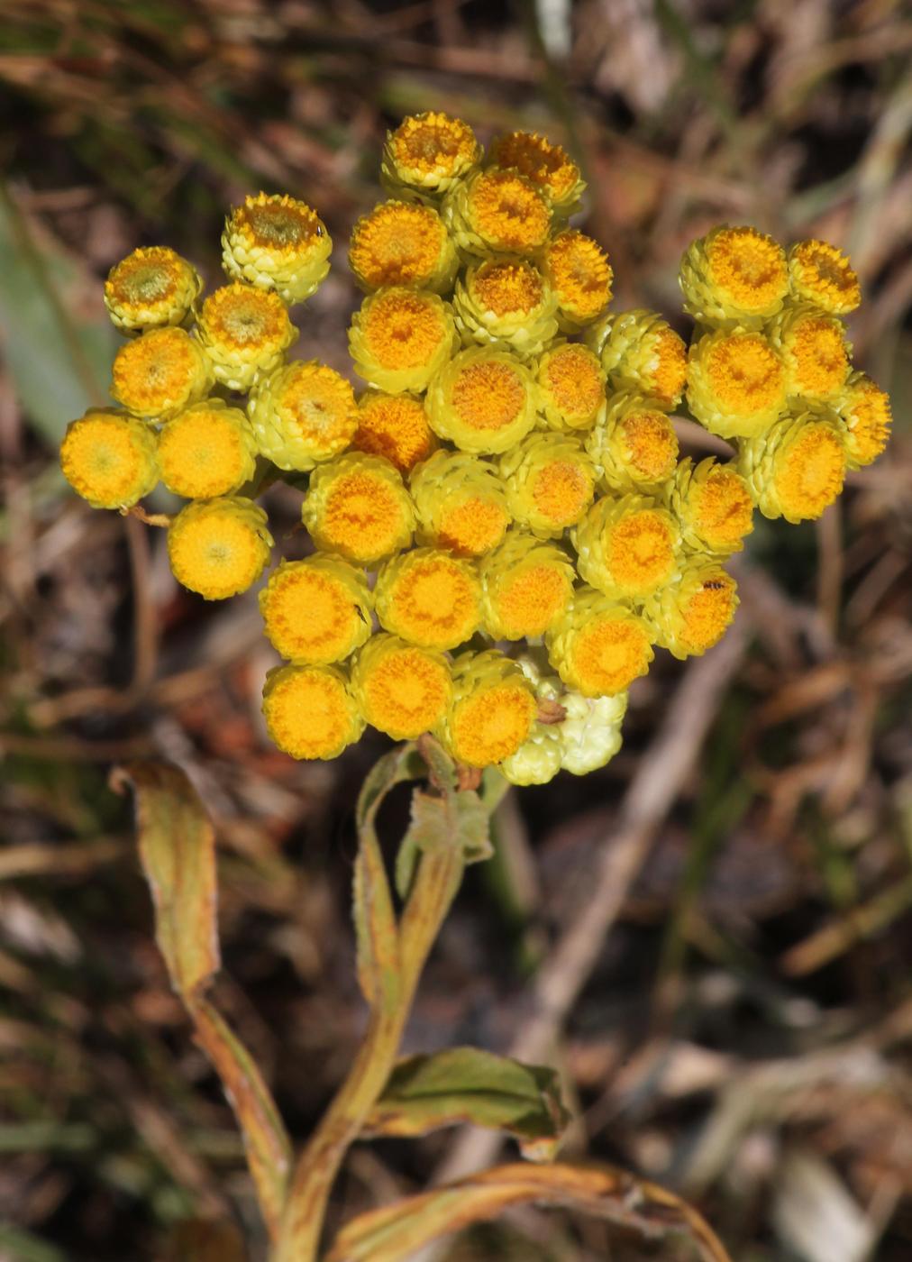 Image of Helichrysum maracandicum specimen.