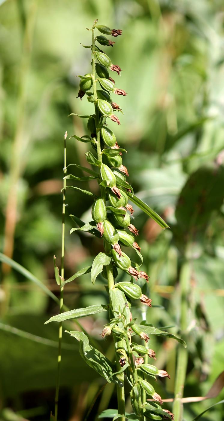 Изображение особи Epipactis helleborine.