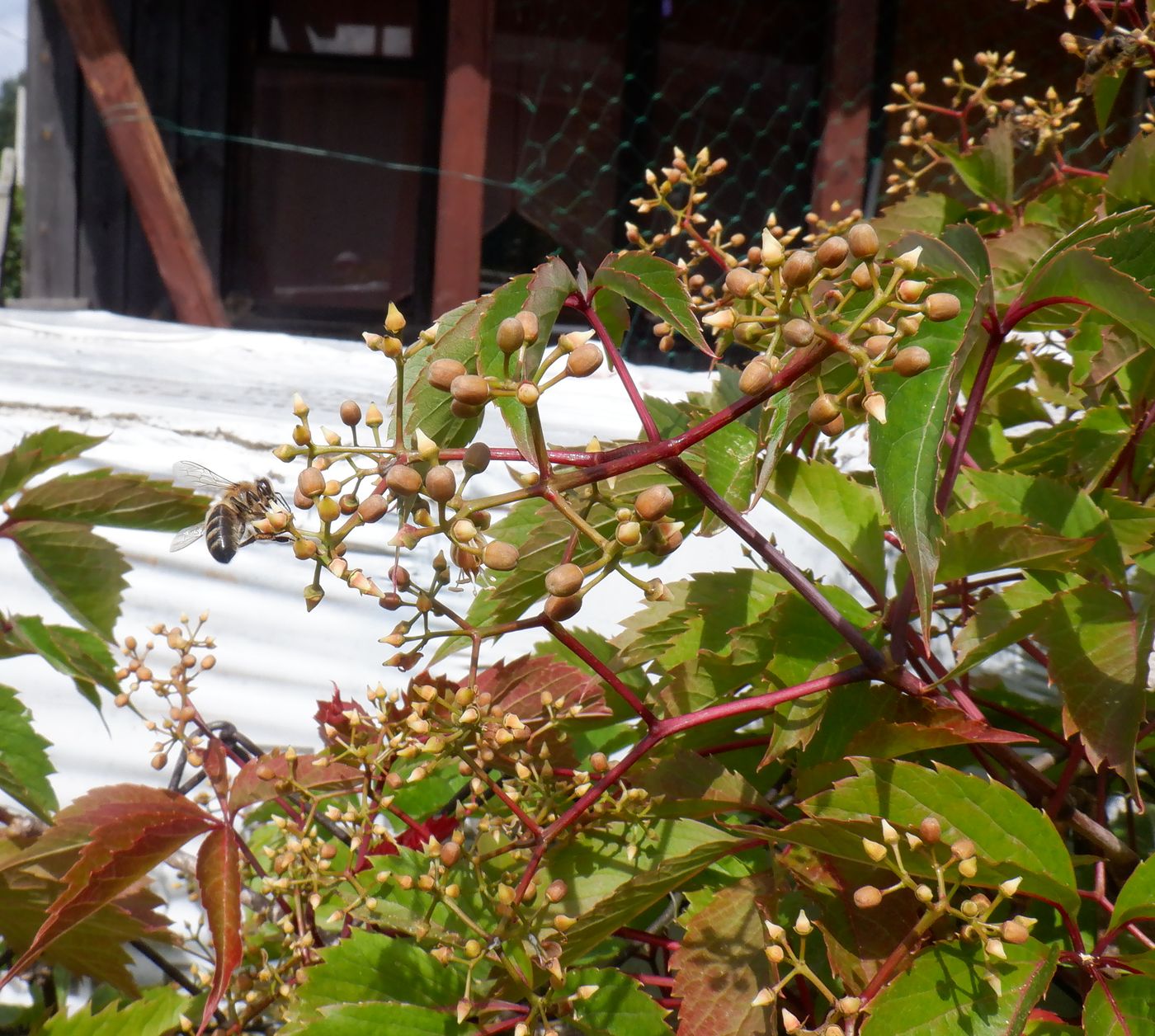 Image of Parthenocissus inserta specimen.