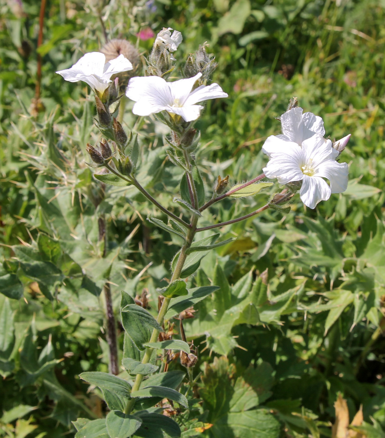 Изображение особи род Linum.