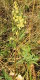 Artemisia latifolia. Верхушка цветущего растения. Татарстан, г. Бавлы, остепнённый луг. 04.09.2010.