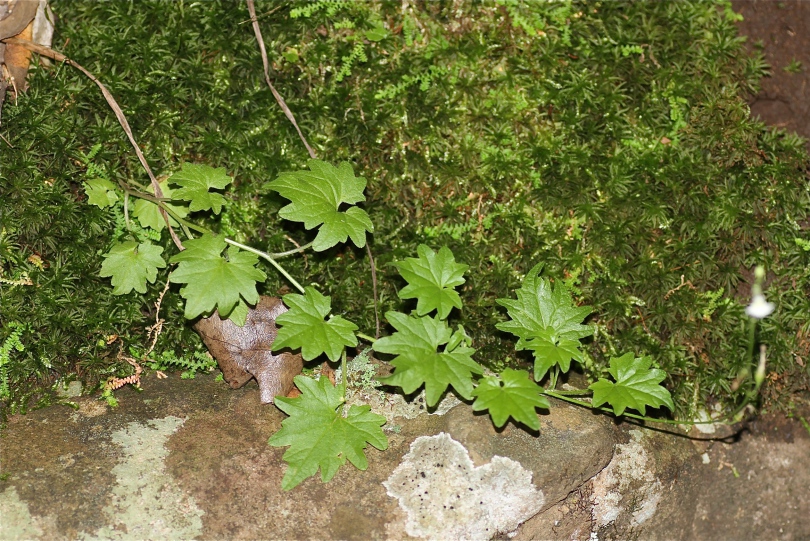 Изображение особи Lobelia vanreenensis.