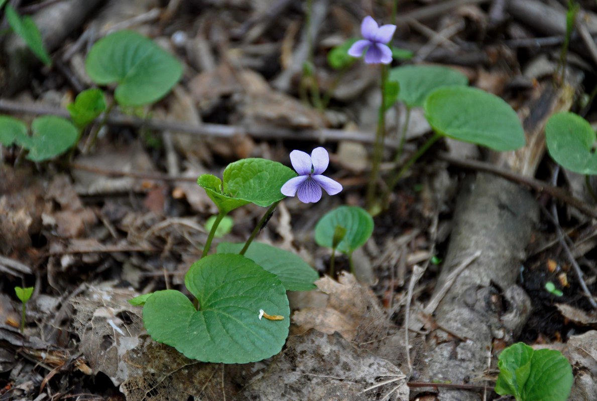 Image of Viola palustris specimen.