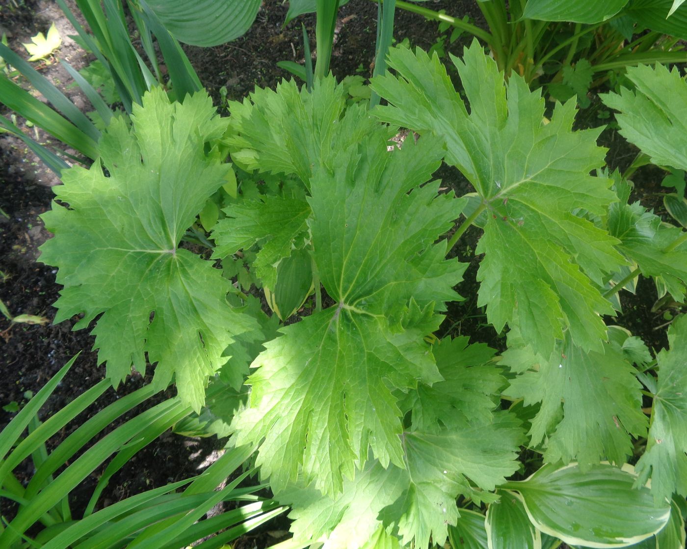 Image of Ligularia yoshizoeana specimen.