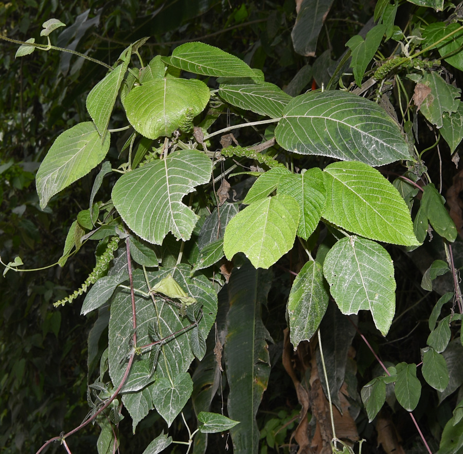 Image of Acalypha peruviana specimen.