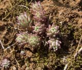 род Sedum