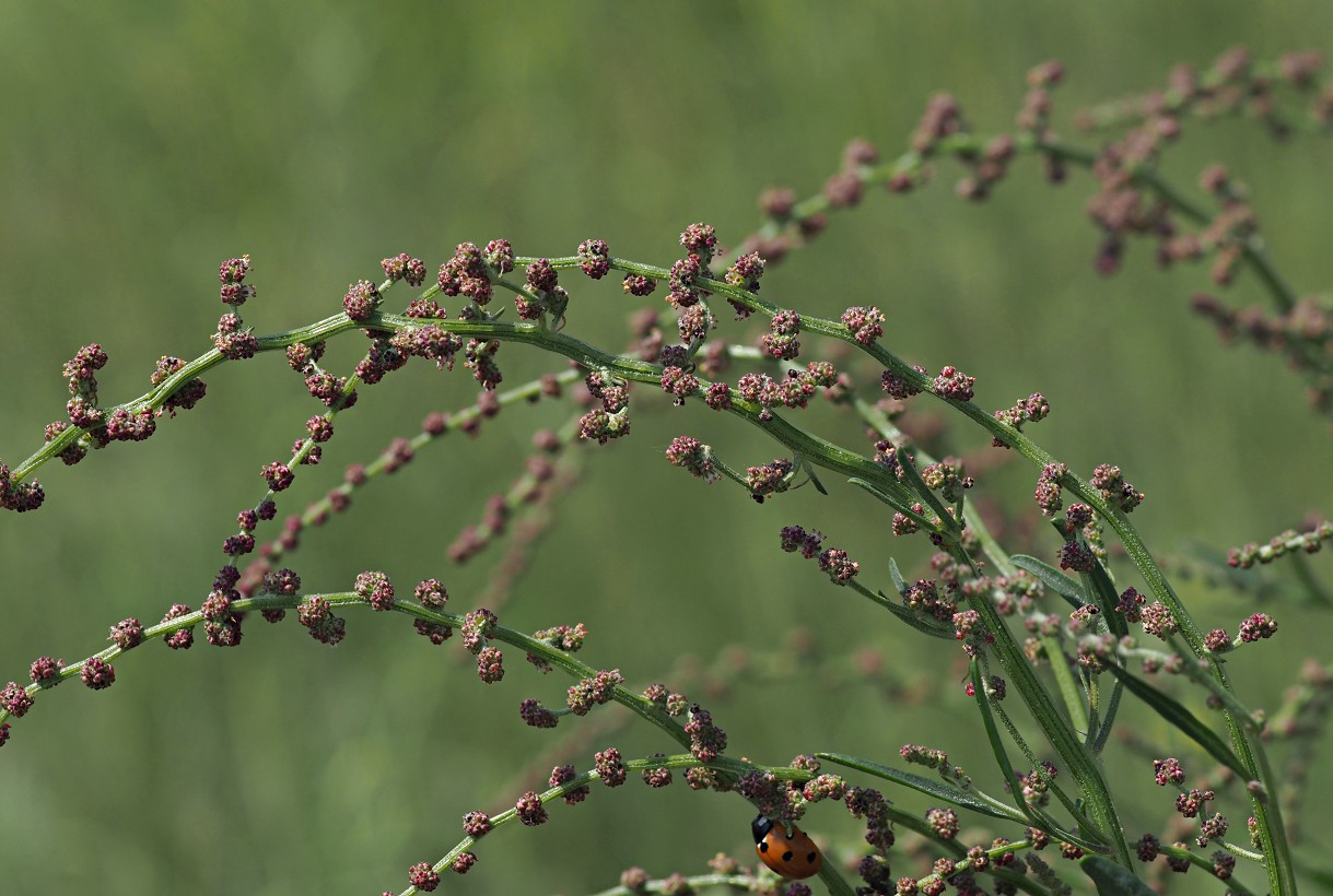 Image of Atriplex patens specimen.