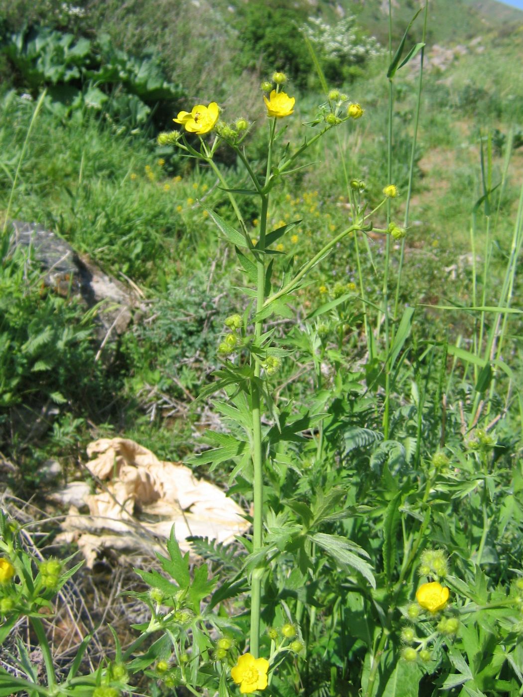 Изображение особи Ranunculus sericeus.