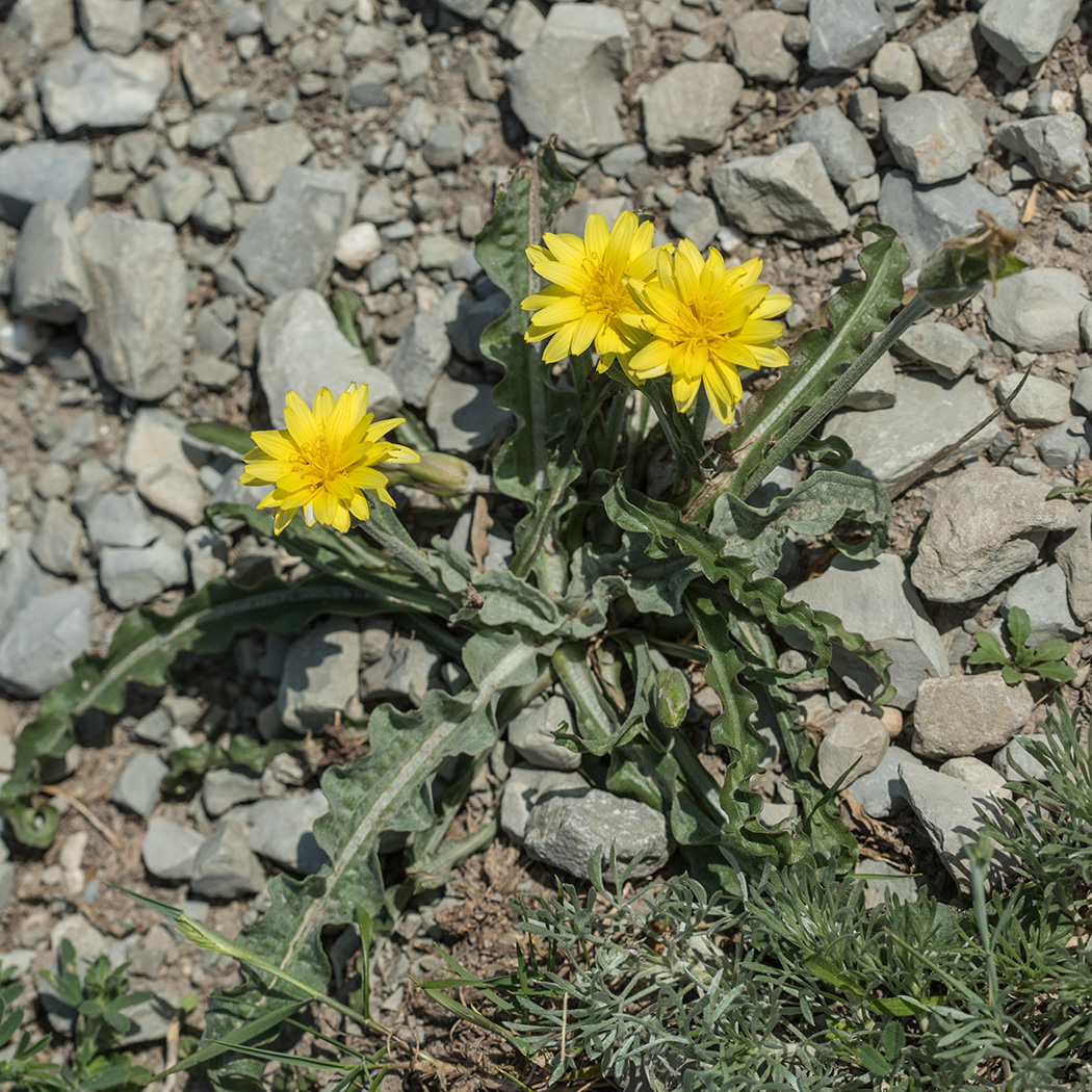 Image of Scorzonera turkeviczii specimen.