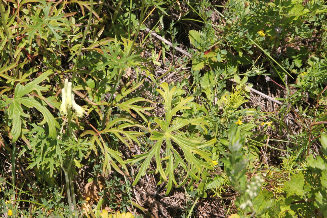 Image of Aconitum barbatum specimen.