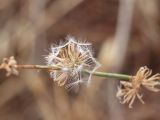 Chondrilla juncea. Соплодие. Узбекистан, Ташкентская обл., Бекабадский р-н, долина р. Сырдарья, Дальверзинские пески, мелкобугристые закреплённые пески. 07.10.2021.