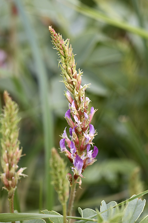 Изображение особи Glycyrrhiza laxissima.