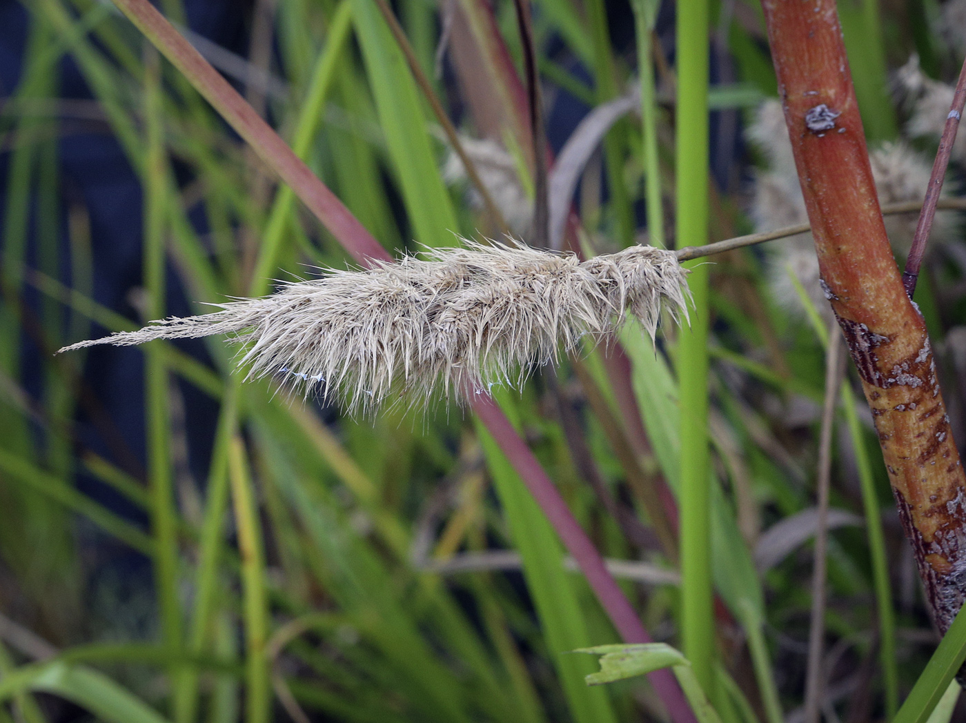 Изображение особи Polypogon monspeliensis.