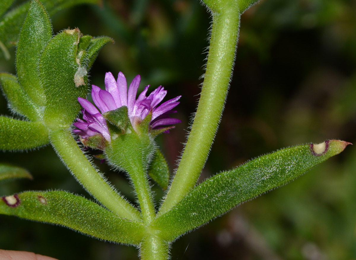 Изображение особи семейство Aizoaceae.