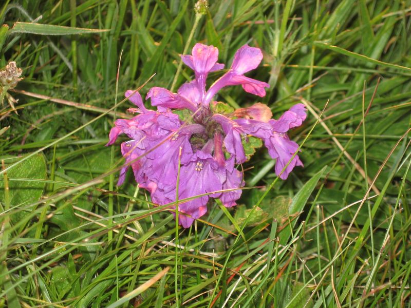 Image of Betonica macrantha specimen.