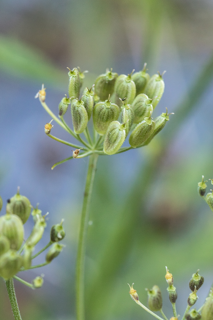 Image of Heracleum freynianum specimen.