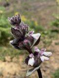 Phlomoides angreni