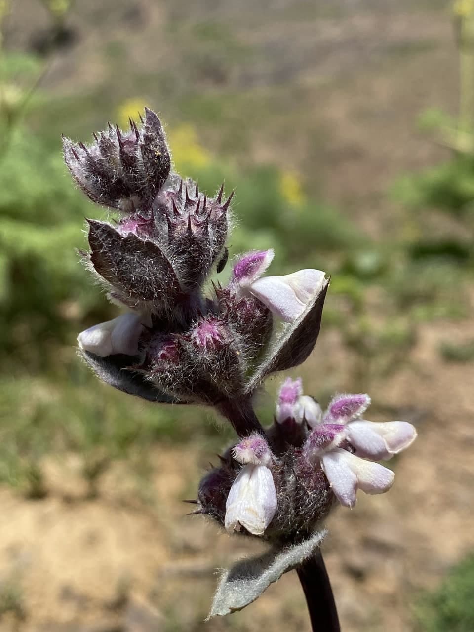 Изображение особи Phlomoides angreni.