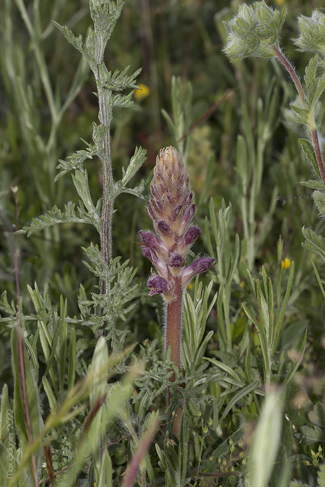 Image of Orobanche pubescens specimen.