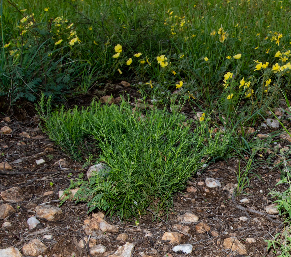 Изображение особи Nolletia tenuifolia.