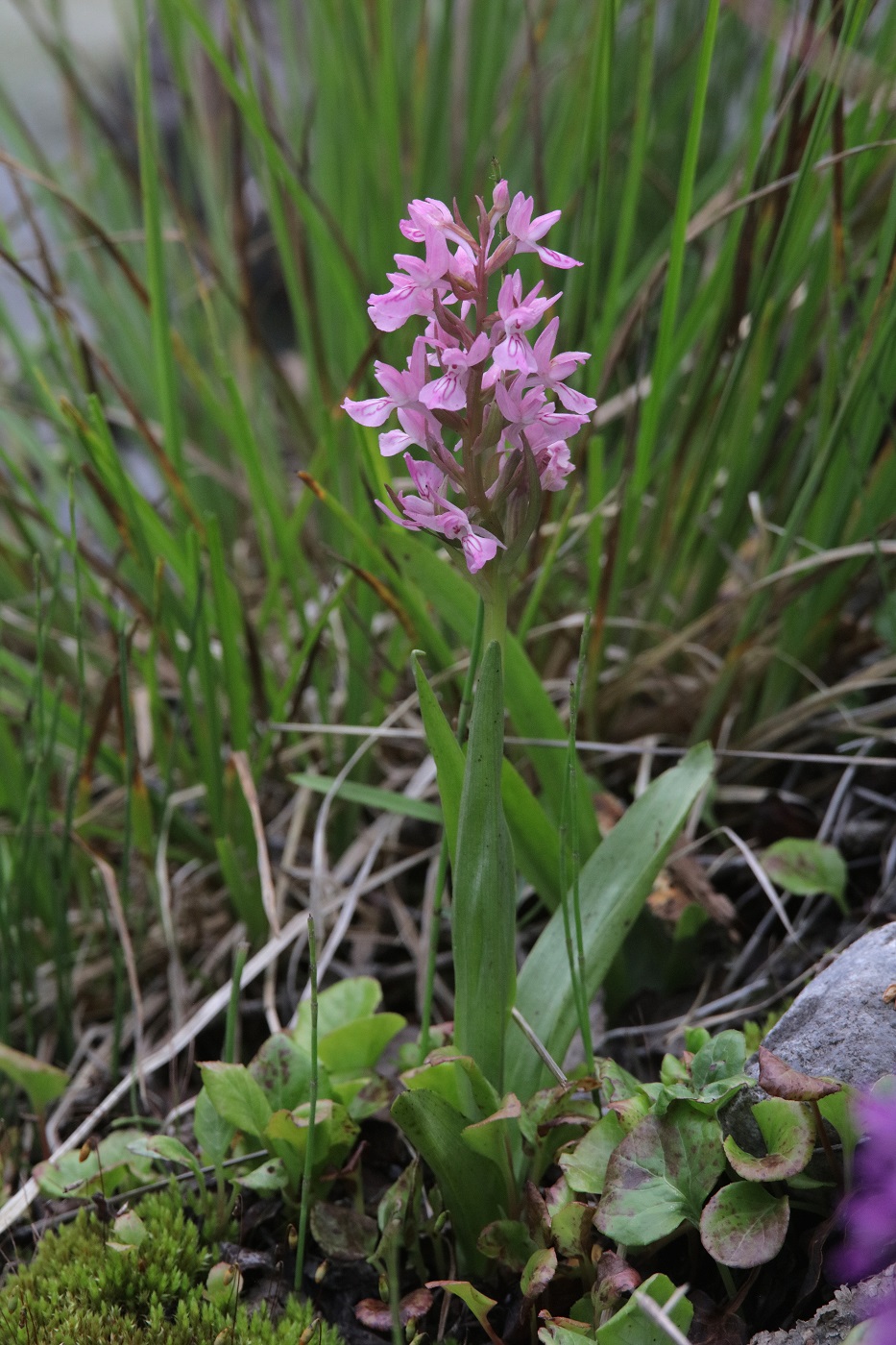 Image of Dactylorhiza umbrosa specimen.