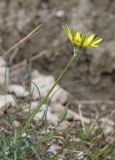 род Tragopogon. Цветущее растение. Дагестан, Левашинский р-н, окр. с. Цудахар, глинистый склон. 9 мая 2022 г.