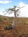 Pachypodium lealii