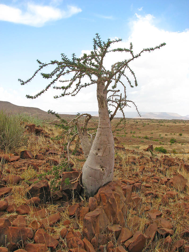 Image of Pachypodium lealii specimen.