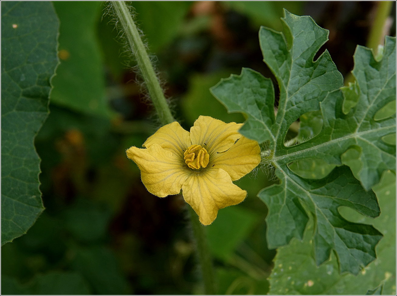 Изображение особи Citrullus lanatus.