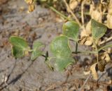 Zygophyllum miniatum. Верхушка побега. Узбекистан, Ферганская обл., Язъяванский р-н, Язъяванские пески, частично закреплённые пески. 15 сентября 2022 г.