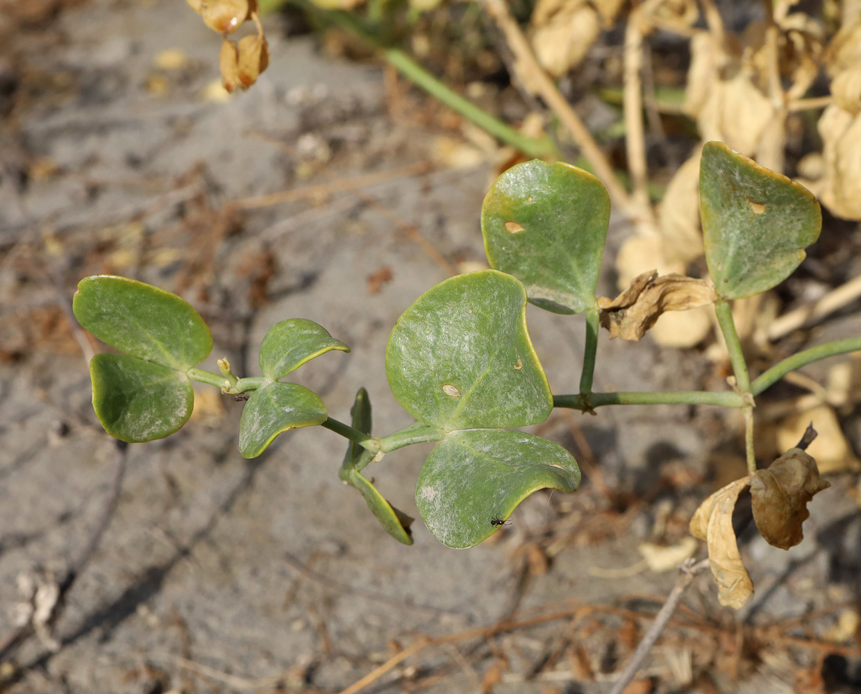 Изображение особи Zygophyllum miniatum.