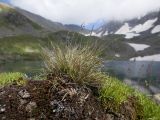 genus Festuca. Цветущее растение. Карачаево-Черкесия, Урупский р-н, Кавказский биосферный заповедник, Имеретинские озёра, дол. оз. Тихое, 2622 м н.у.м., на скале. 29.07.2022.