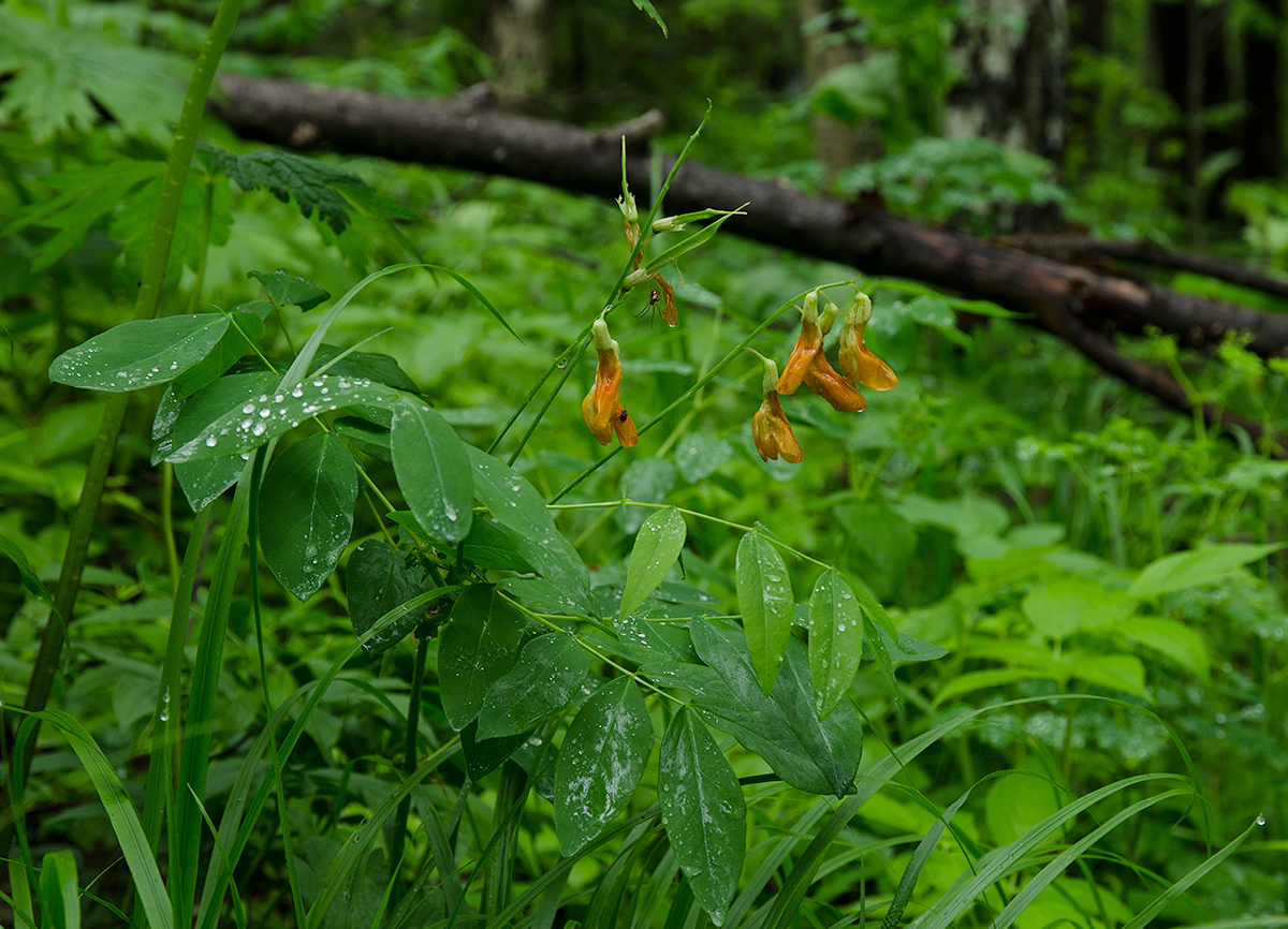 Image of Lathyrus gmelinii specimen.