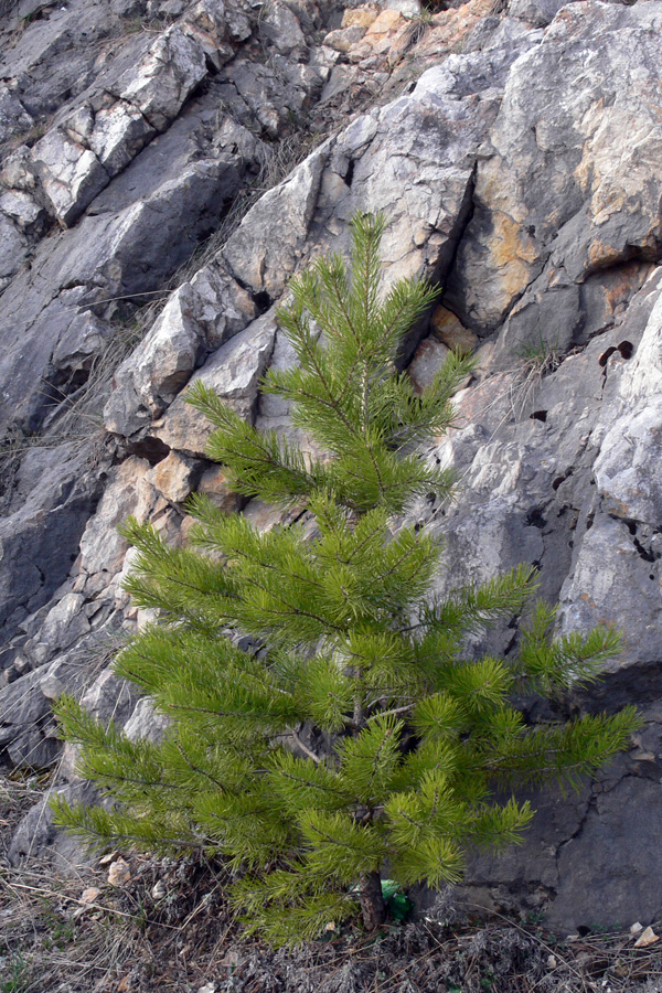 Изображение особи Pinus sylvestris.