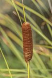 Typha laxmannii. Соплодие. Ростовская обл., Азовский р-н, окр. хут. Обуховка, заболоченная канава. 21.08.2022.