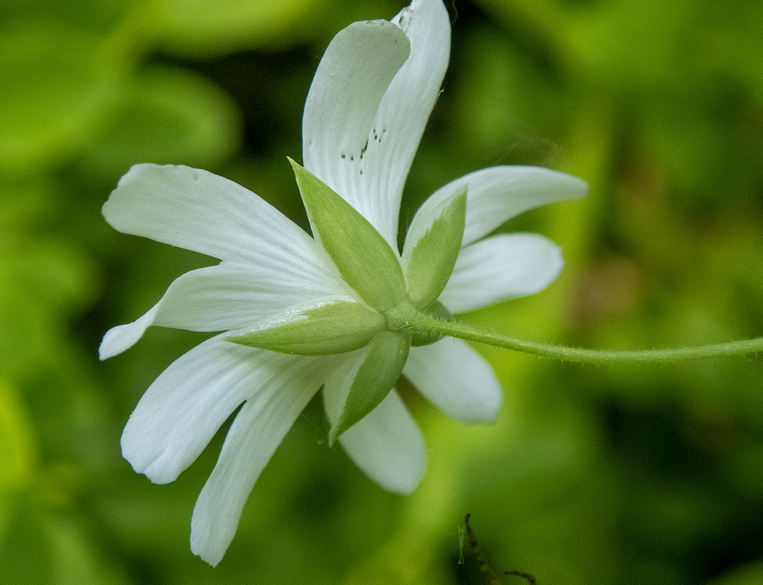 Изображение особи Stellaria holostea.