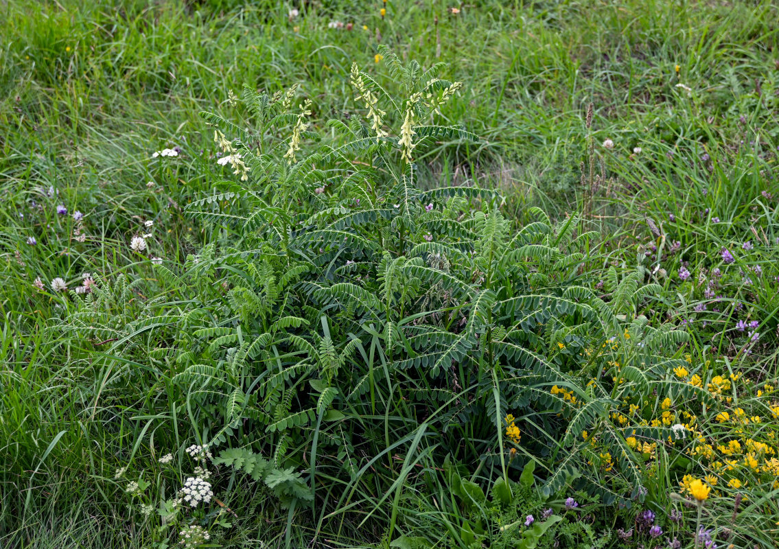 Image of Astragalus galegiformis specimen.