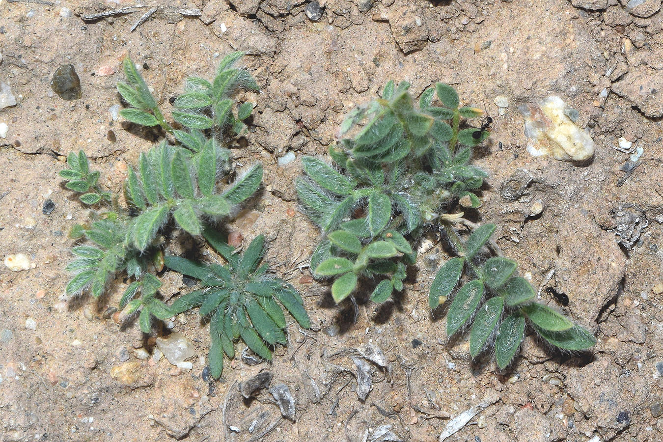 Image of Astragalus tribuloides specimen.