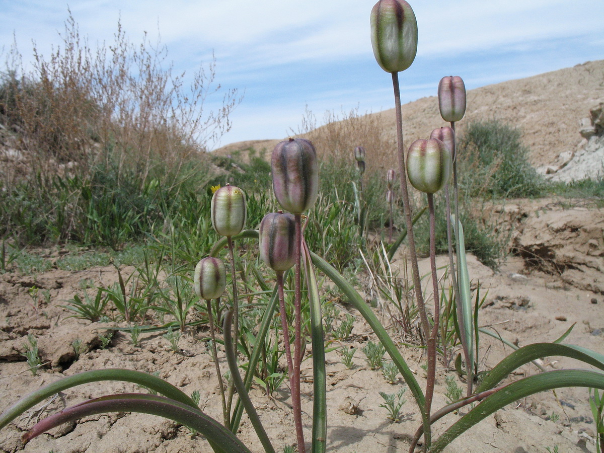Image of Tulipa salsola specimen.