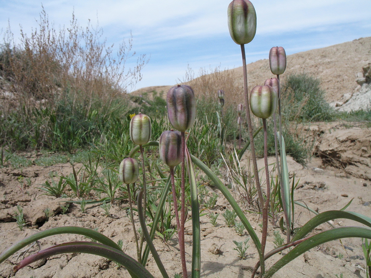 Image of Tulipa salsola specimen.