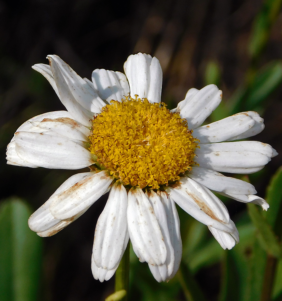 Image of Leucanthemum maximum specimen.