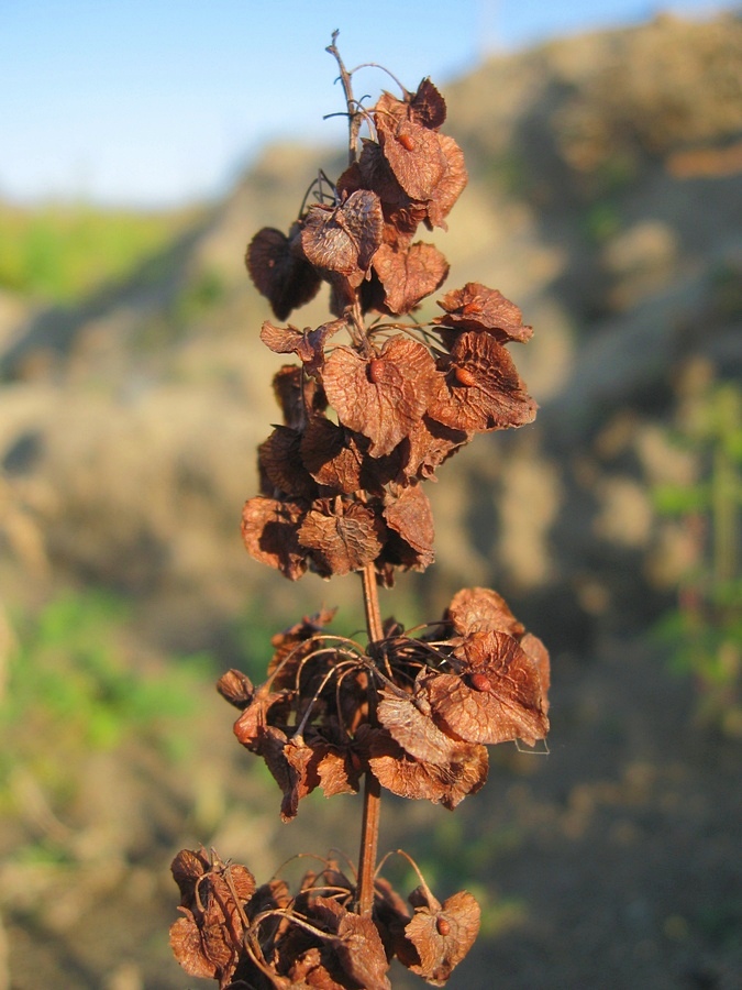 Image of Rumex confertus specimen.