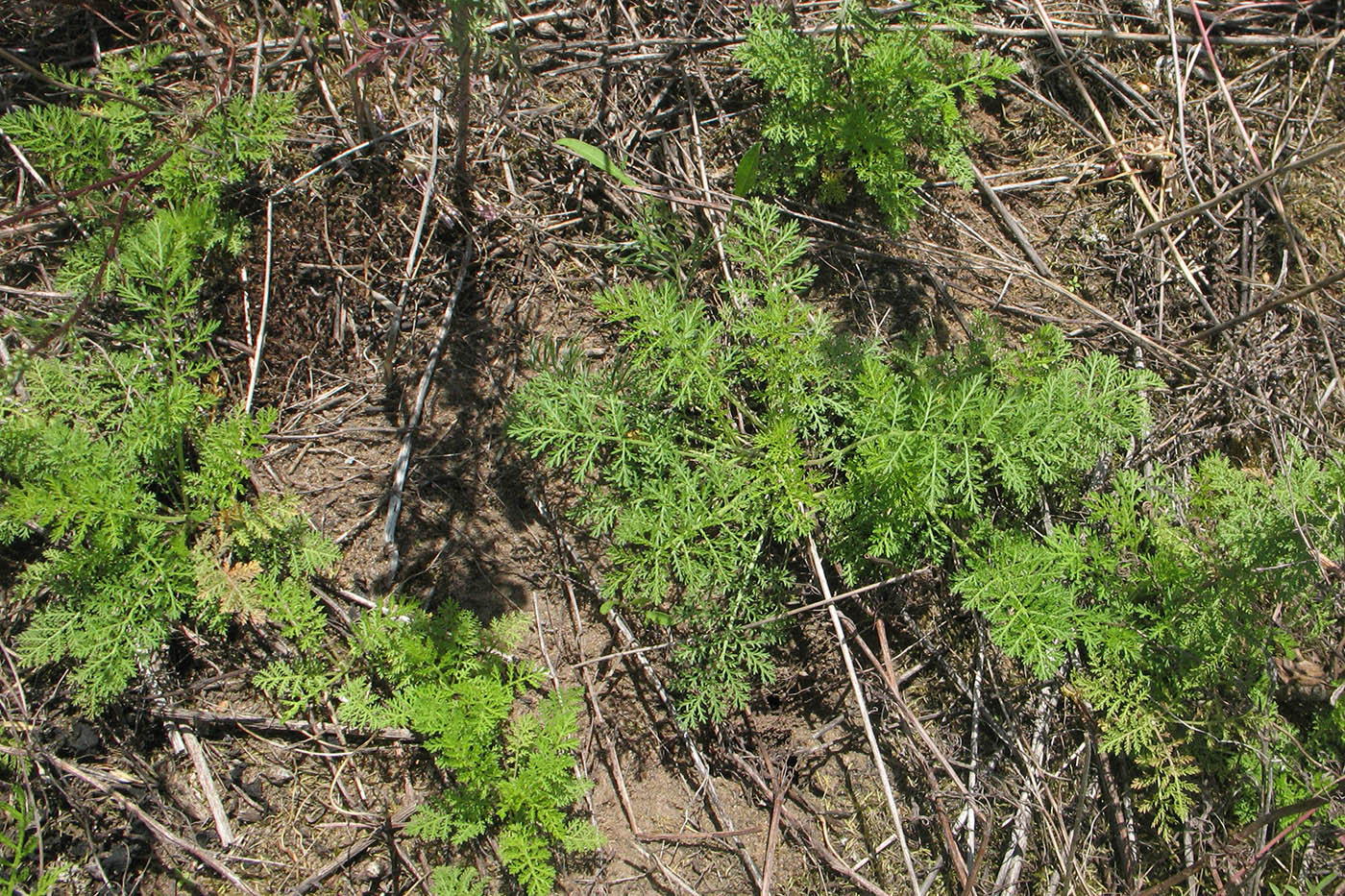 Изображение особи Achillea nobilis.